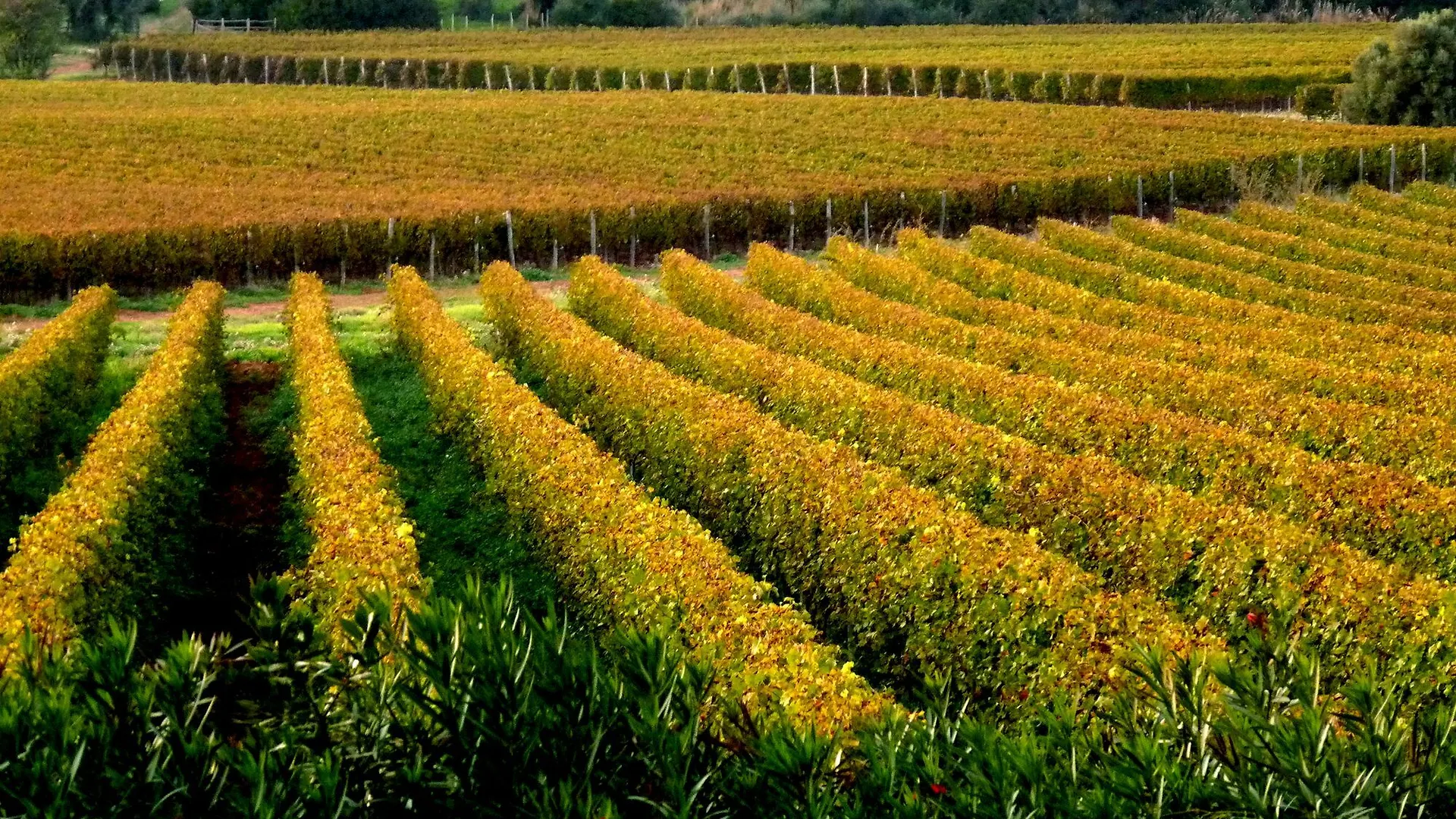 Agriturismo Fattoria Il Casalone Orbetello Alloggio per agriturismo
